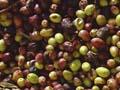 Ярмарка оливкового масла нового урожая в Экс-ан-Прованс